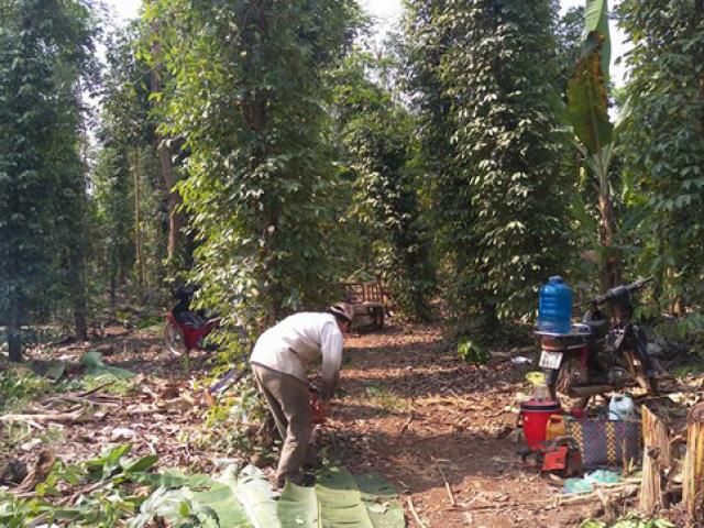 Thị trường - Tiêu dùng - Rớt nước mắt trước cảnh cây "vàng đen" bị phá bỏ