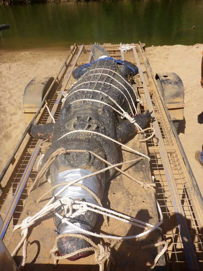Úc: Bắt cá sấu &#34;quái vật&#34; 60 tuổi, nặng 600kg sau 8 năm săn lùng - 2