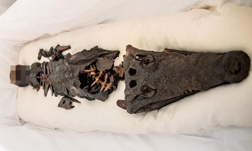 Hé lộ xác ướp công chúa Ai Cập 2 đầu: Một đầu người, một đầu cá sấu - 1