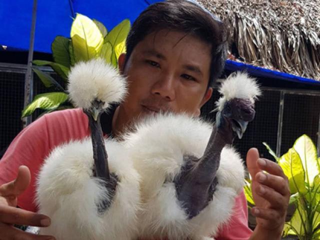 Thị trường - Tiêu dùng - Cực lạ: Loài gà có cổ như rắn "hớp hồn" giới nhà giàu Việt Nam