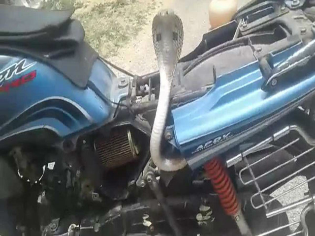 Thế giới xe - SỐC: Hổ mang chúa kịch độc chui vào xe máy