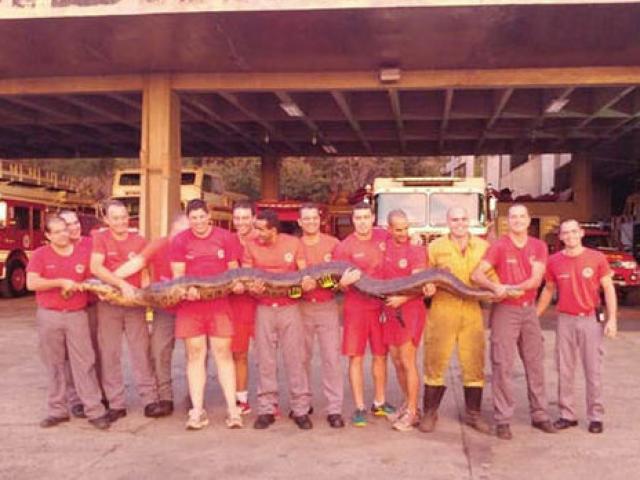 Thế giới - Trăn anaconda khổng lồ 13 người khiêng khiến dân làng Brazil kinh hãi