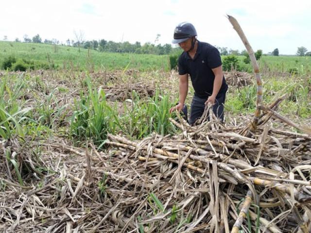 Thị trường - Tiêu dùng - Xót lòng nhìn mía chết khô