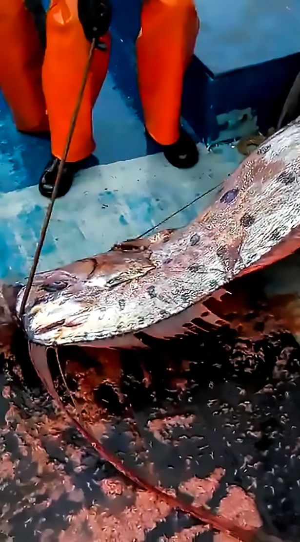 Chile: Ngư dân bắt được cá rồng biển dài 5m có thể &#34;dự báo&#34; thảm họa - 1