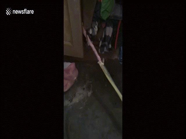 Phi thường - kỳ quặc - Chồng giật bắn mình khi thấy rắn nuốt váy ngủ của vợ