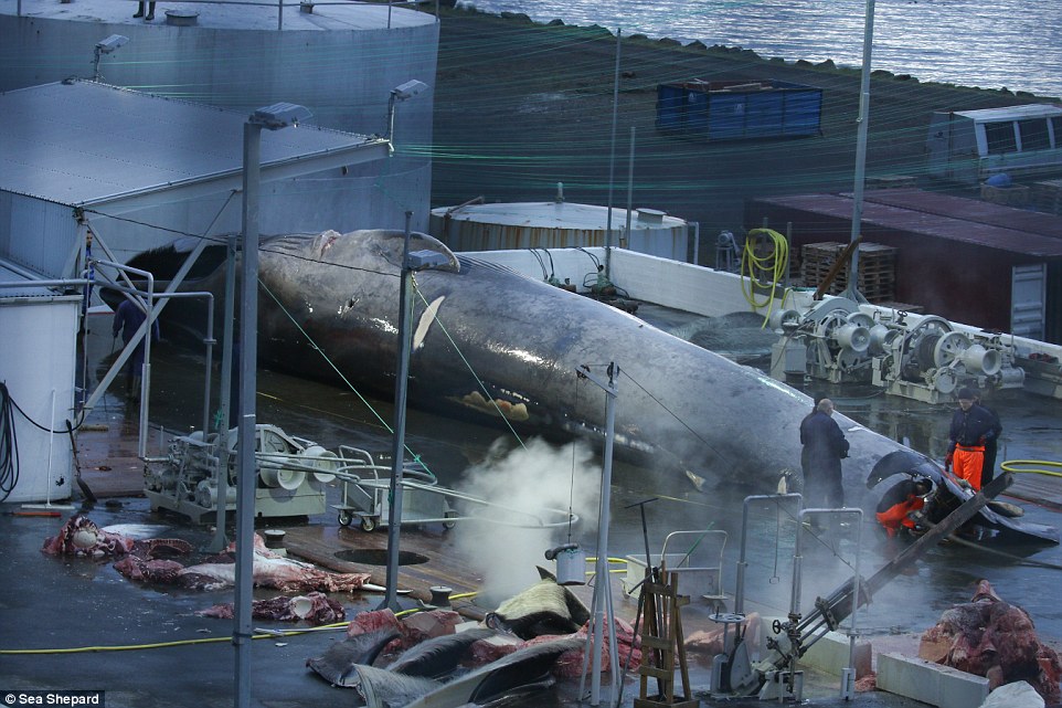 Cảnh xẻ thịt cá voi xanh to như tàu ngầm đầu tiên sau 50 năm ở Iceland - 1
