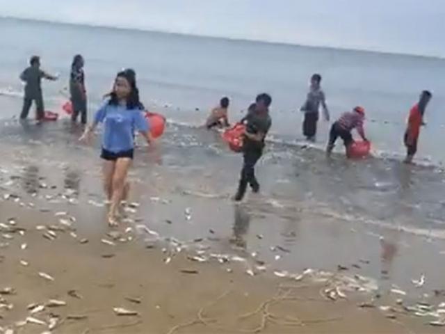 Tin tức trong ngày - Cá dạt vào bờ biển Hà Tĩnh, dân xúc bán gần 3 tấn