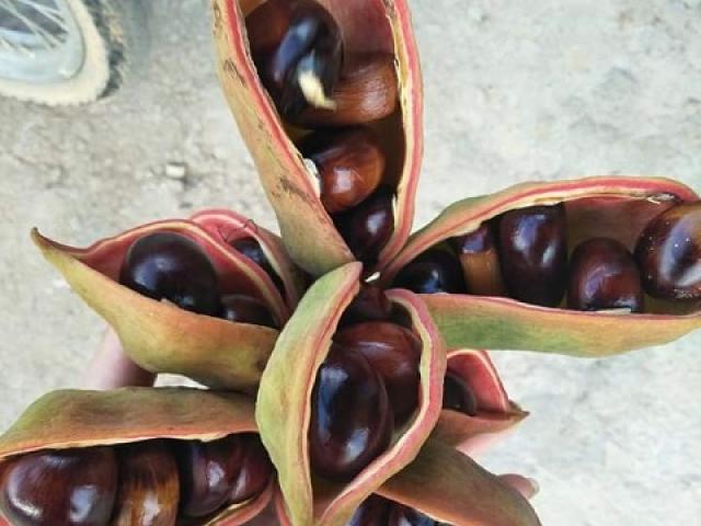 Thị trường - Tiêu dùng - Vừa rẻ lại ngon, đặc sản hạt mề gà rừng Tây Bắc khiến 'vạn người mê'