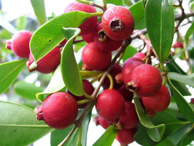 Thị trường - Tiêu dùng - Đến cả chanh, bưởi, dưa chuột, ổi... giờ cũng có màu đỏ rực