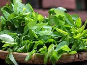 Sức khỏe đời sống - Rau ngót - Cây rau, cây thuốc quý
