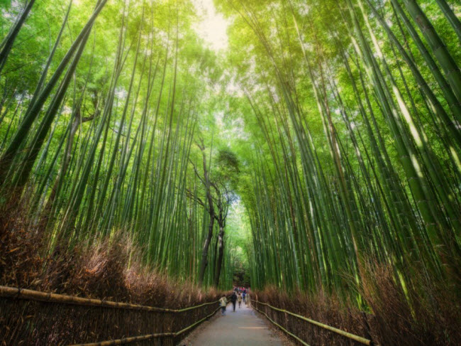 Rừng tre Sagano, Nhật Bản: Nằm tại quận Arashiyama ở thành phố Kyoto, rừng tre Sagano trở nên thực sự ấn tượng, khi những tia nắng mặt trời xuyên qua tán lá.