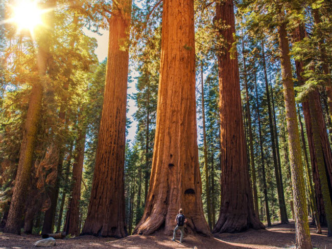Vườn quốc gia Sequoia, Mỹ: Những cây tùng bạch nổi tiếng ở bang California có thể được tìm thấy trong vườn quốc gia Sequoia. Khu bảo tồn có khoảng 8.000 cây tùng, bao gồm những cây lớn nhất và lâu đời nhất trên Trái đất.