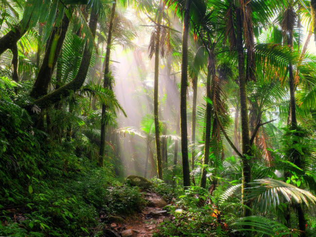 Vườn quốc gia El Yunque, Puerto Rico: Nằm ở ngoại ô thành phố San Juan, vườn quốc gia El Yunque là một trong những hệ sinh thái đa dạng nhất trên Trái đất.