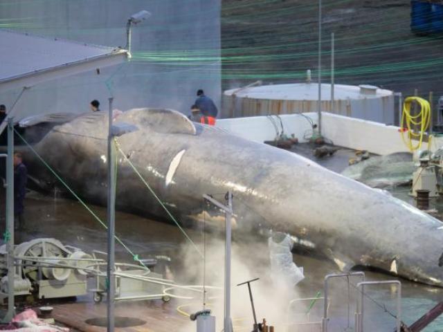 Thế giới - Xẻ thịt cá voi to như tàu ngầm ở Iceland: "Thủ phạm" nói gì?