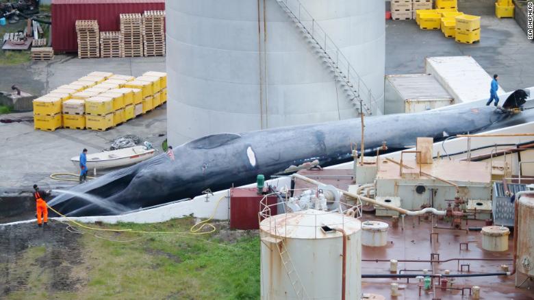 Xẻ thịt cá voi to như tàu ngầm ở Iceland: &#34;Thủ phạm&#34; nói gì? - 1