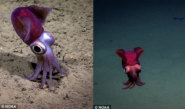 Thả robot xuống đáy biển, phát hiện "hàng tấn" sinh vật kỳ dị - 1