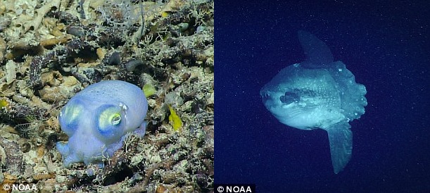 Thả robot xuống đáy biển, phát hiện "hàng tấn" sinh vật kỳ dị - 5