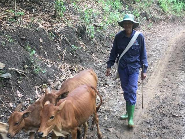 Thị trường - Tiêu dùng - Nơi "khỉ ho cò gáy", khá giả nhờ nuôi bò thả đồi