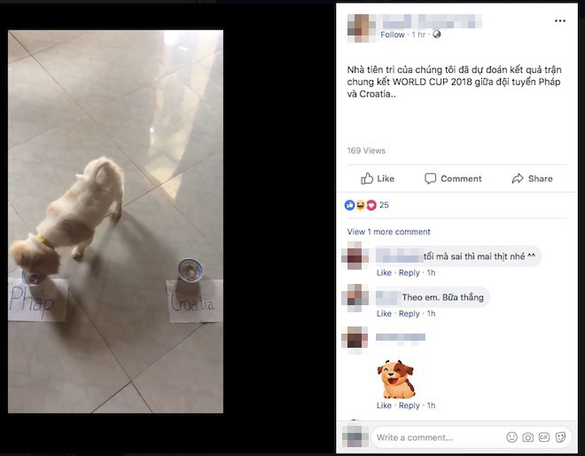 Clip: Chó “tiên tri” đồng loạt dự đoán Pháp vô địch World Cup 2018 - 1