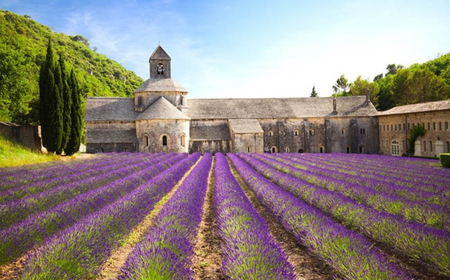 1.Tu viện Sénanque, Provence

Mùa hè chính là thời điểm tuyệt vời để ngắm hoa oải hương nở. Đặc biệt cánh đồng hoa ở Sénanque Abbey là một trong những nơi có cảnh đẹp nhất, bước tới đây du khách sẽ được choáng ngợp trước một biển trời hoa tím biếc.