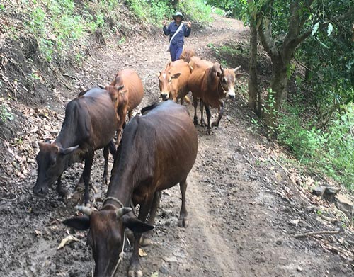 Nơi "khỉ ho cò gáy", khá giả nhờ nuôi bò thả đồi - 1