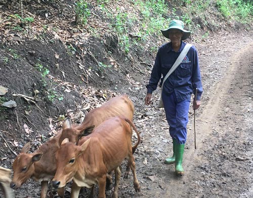 Nơi "khỉ ho cò gáy", khá giả nhờ nuôi bò thả đồi - 2