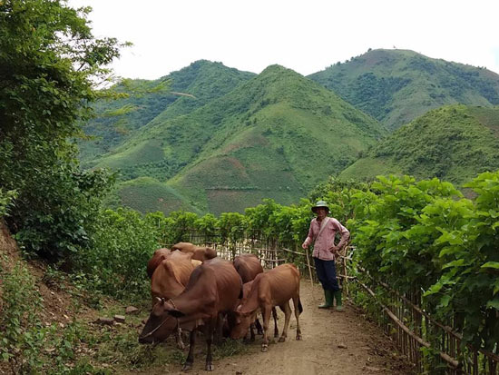 Nơi "khỉ ho cò gáy", khá giả nhờ nuôi bò thả đồi - 3