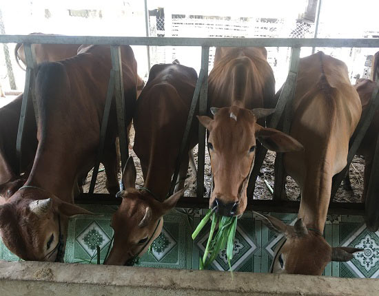 Nơi "khỉ ho cò gáy", khá giả nhờ nuôi bò thả đồi - 4