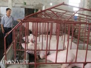 Thị trường - Tiêu dùng - Giá heo hơi hôm nay 15/7: Tăng "kỳ lạ" lên 55.000 đồng/kg, người nuôi lại... sợ!
