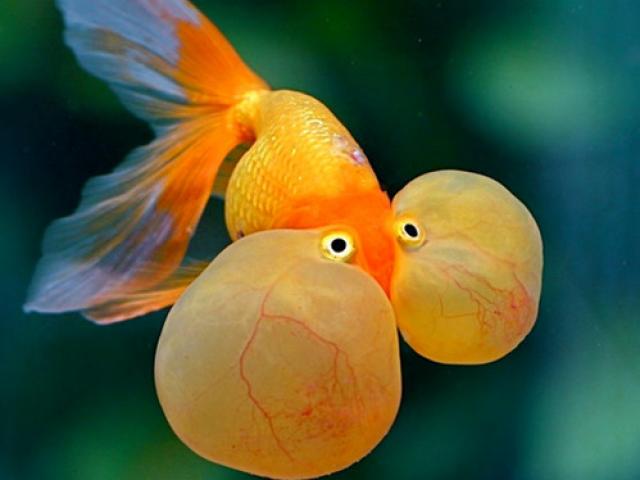Thị trường - Tiêu dùng - Mục sở thị "quái" cá vàng có mắt bong bóng đẹp long lanh ở Việt Nam