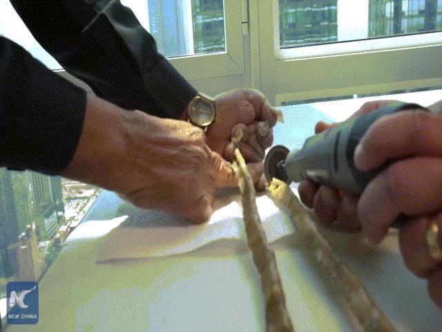 Media - Clip: Cưa bộ móng tay "khủng" nhất thế giới, dài gần bằng chiếc xe bus