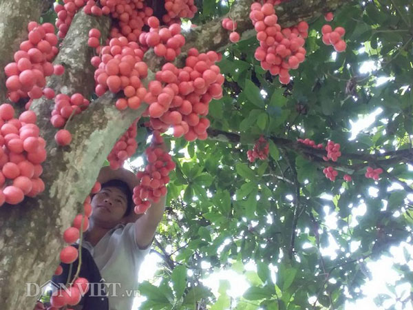 Đặc sản Tây Bắc: &#34;Săn&#34; dâu da rừng, có nhiều cây hái vài tạ quả - 1