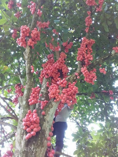 Đặc sản Tây Bắc: &#34;Săn&#34; dâu da rừng, có nhiều cây hái vài tạ quả - 2