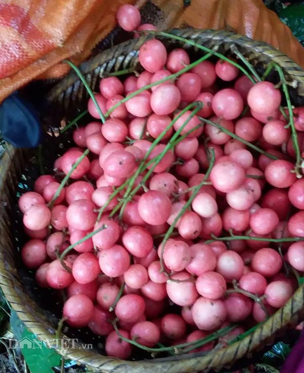 Đặc sản Tây Bắc: &#34;Săn&#34; dâu da rừng, có nhiều cây hái vài tạ quả - 3