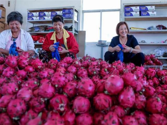 Thị trường - Tiêu dùng - Trung Quốc thu hoạch rộ thanh long, trái "rồng" Việt đi đâu về đâu?