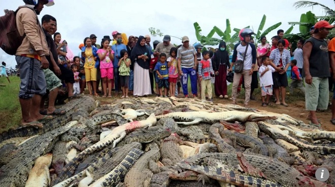 Indonesia: 300 con cá sấu bị thảm sát vì một người mất mạng - 1