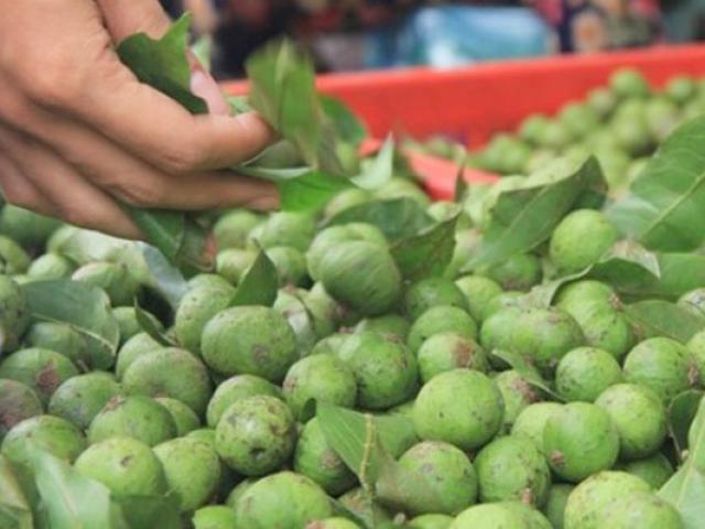 Ẩm thực - Cách chọn sấu ngon và bảo quản ăn dần cả năm vẫn "chất" như mới hái