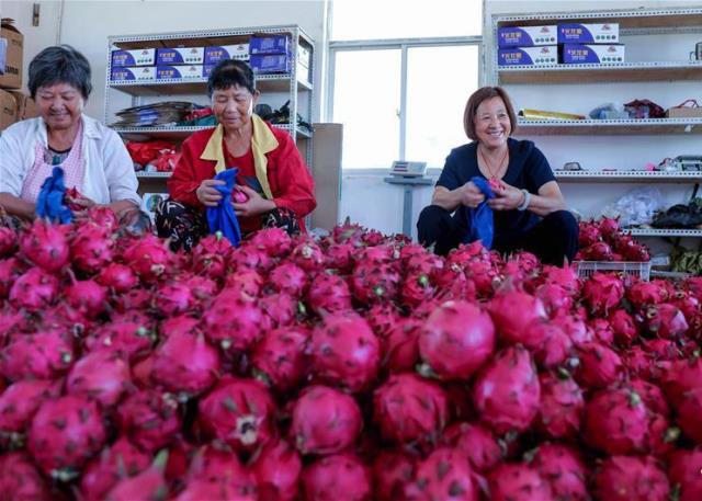 Trung Quốc thu hoạch rộ thanh long, trái &#34;rồng&#34; Việt đi đâu về đâu? - 1