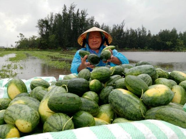 Thị trường - Tiêu dùng - Thanh Hóa: Nông dân ứa nước mắt vớt dưa hấu về cho bò ăn