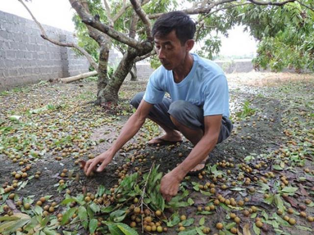 Thị trường - Tiêu dùng - Sắp thu "núi tiền" thì bão, nông dân vùng nhãn Hưng Yên lo ngay ngáy