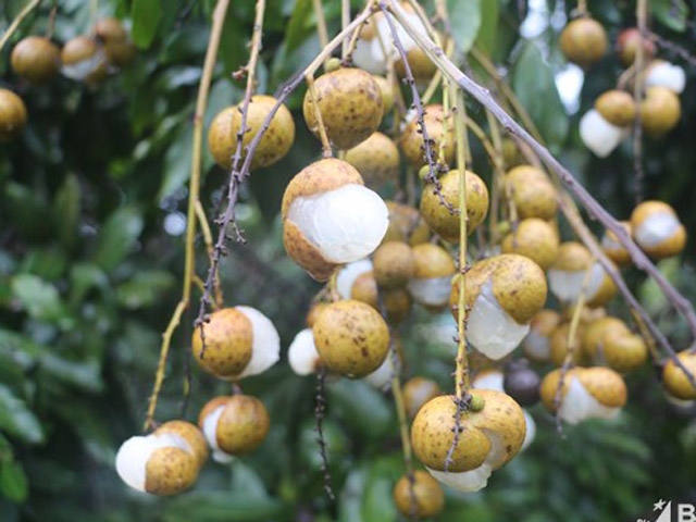 Sắp thu &#34;núi tiền&#34; thì bão, nông dân vùng nhãn Hưng Yên lo ngay ngáy - 2