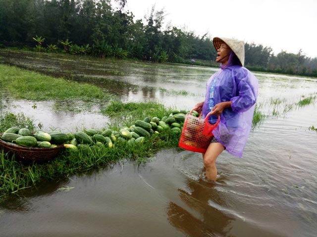 Thanh Hóa: Nông dân ứa nước mắt vớt dưa hấu về cho bò ăn - 1