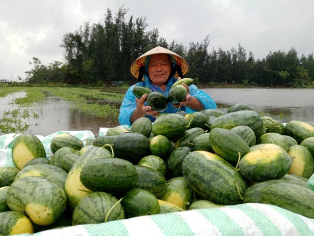 Thanh Hóa: Nông dân ứa nước mắt vớt dưa hấu về cho bò ăn - 2