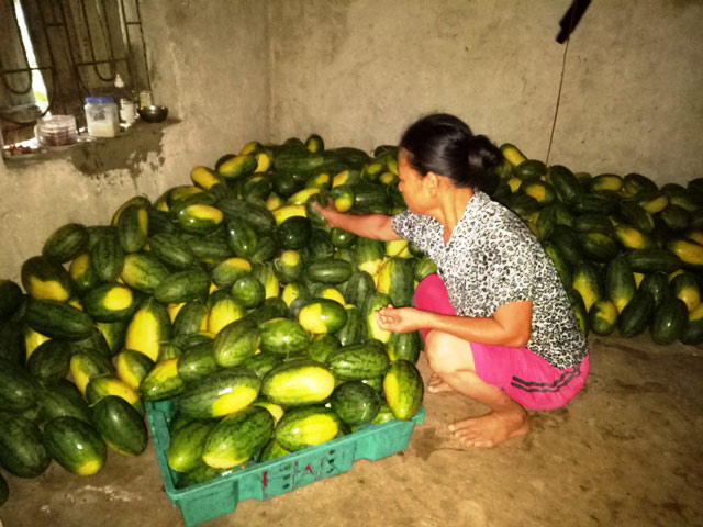Thanh Hóa: Nông dân ứa nước mắt vớt dưa hấu về cho bò ăn - 6