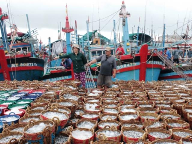 Thị trường - Tiêu dùng - Ngư dân Ninh Thuận "hốt" cả chục triệu sau một đêm nhờ cá Nam muộn