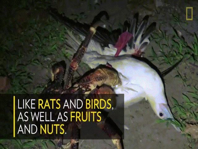 Thế giới - Cua khổng lồ có càng kẹp mạnh hơn sư tử nghiền nát chim trời