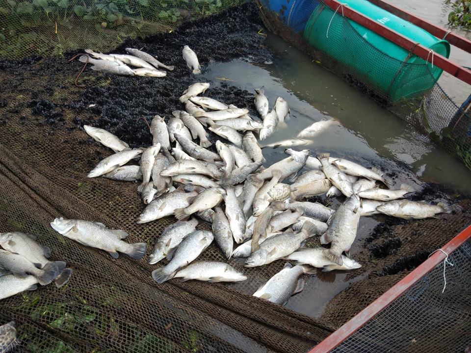 Hà Tĩnh: Cá nuôi chết trắng lồng do mưa lũ - 1