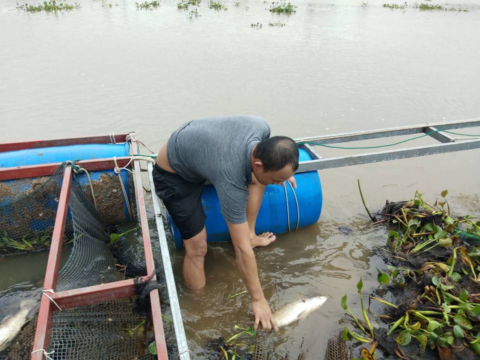 Hà Tĩnh: Cá nuôi chết trắng lồng do mưa lũ - 2