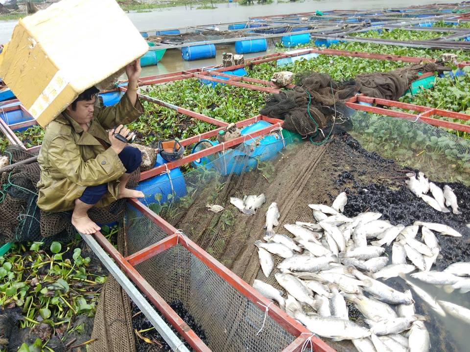 Hà Tĩnh: Cá nuôi chết trắng lồng do mưa lũ - 3
