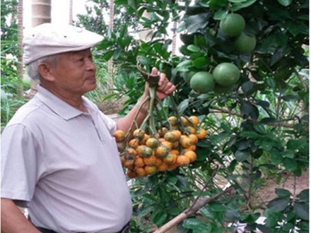 Thị trường - Tiêu dùng - U70 trồng vườn cau 1.100 gốc, mỗi năm "đút túi" hơn 300 triệu đồng